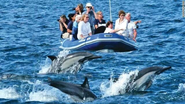 Dolphin Spotting and Snorkeling Dhow Cruise in Musandam